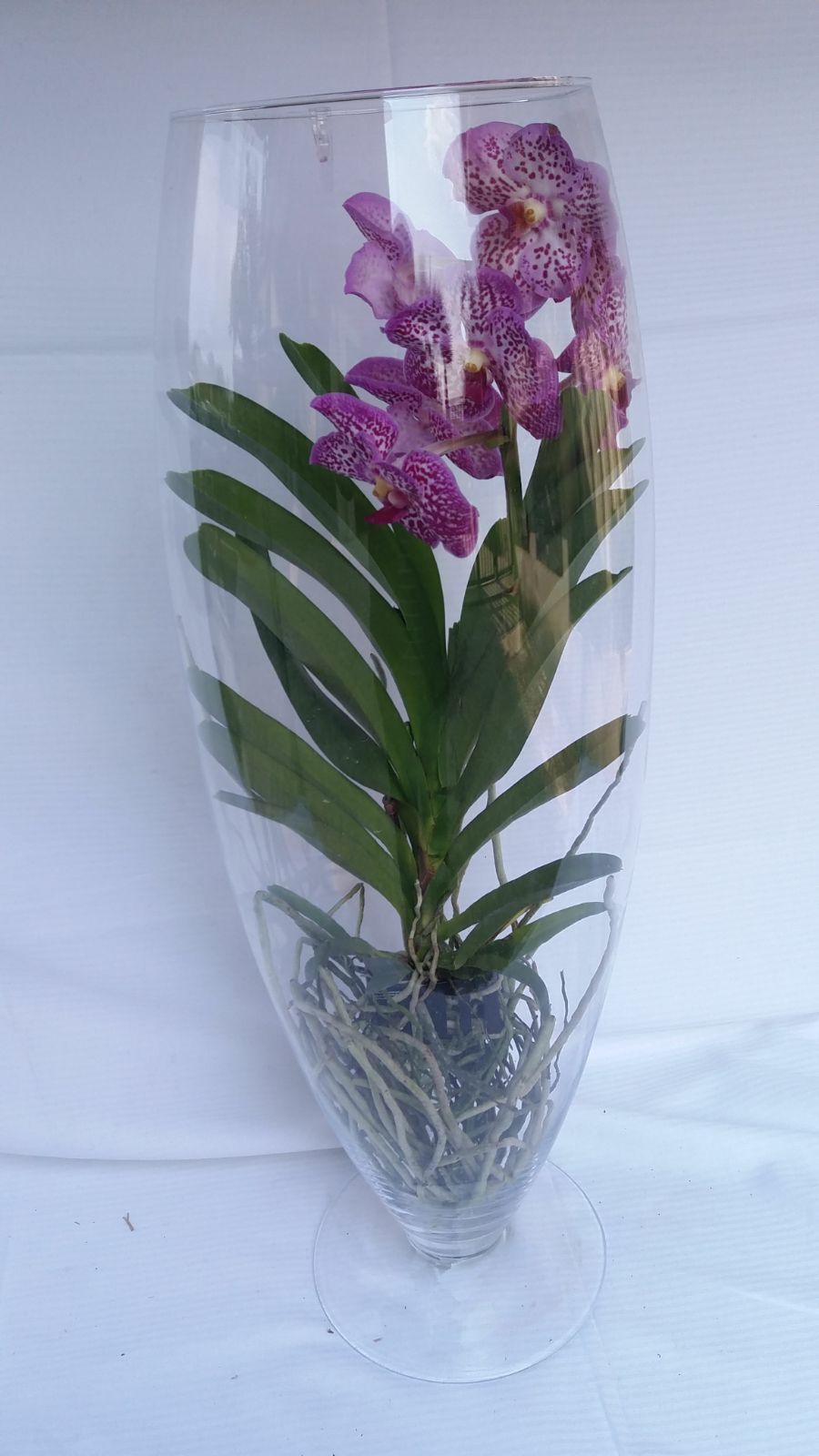 Orchidea in vaso